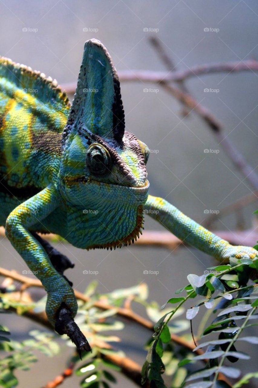 lizard on branch