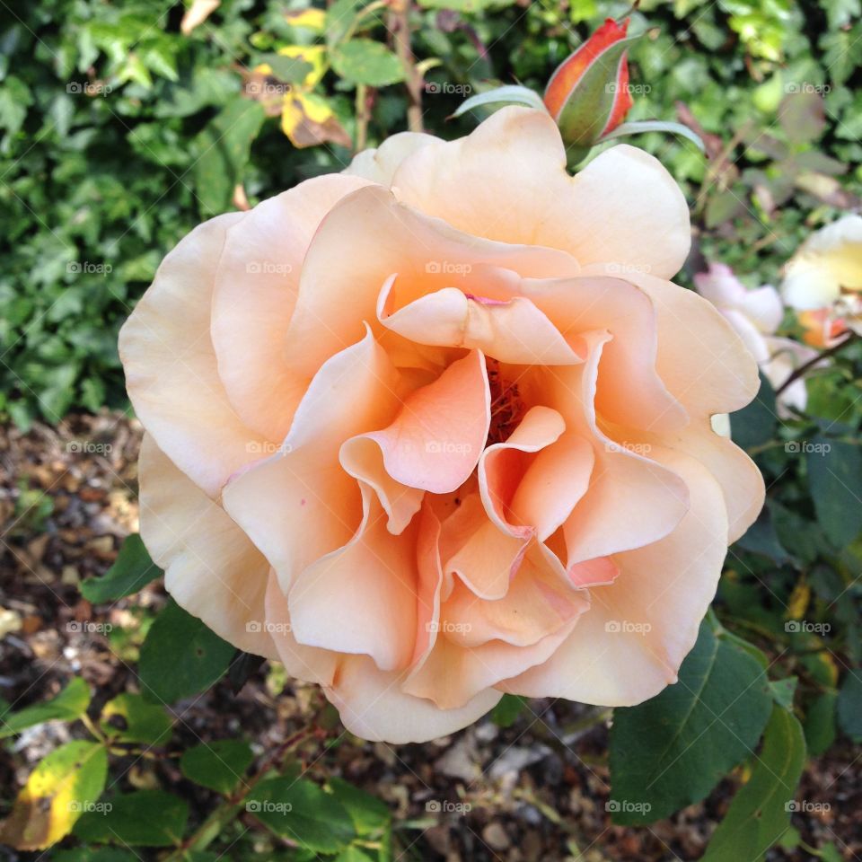 Silken Brandy. Hybrid tea rose, cultivar "Brandy," shot in the Berkeley Rose Garden.