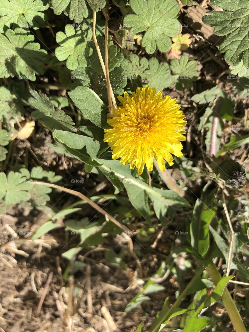 Dandelion 