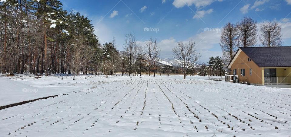 rice field in Hakuba during winter season.