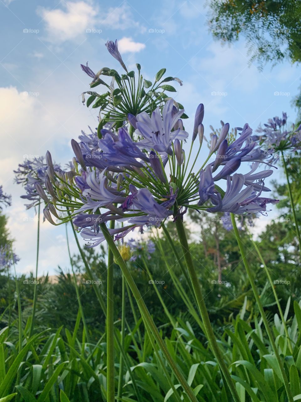The little purple flowers places so delicately against the lite blue sky highlighted with the white clouds. 