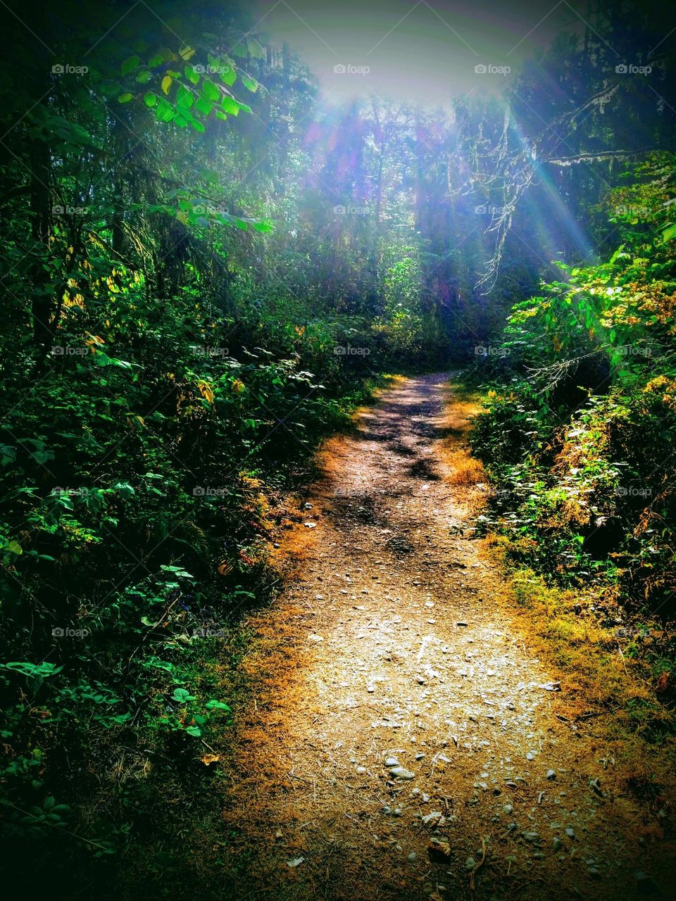 Naturally landscaped trail from backyard heading down to the lake.  Rays of morning sun peeking through the pine treed trail.