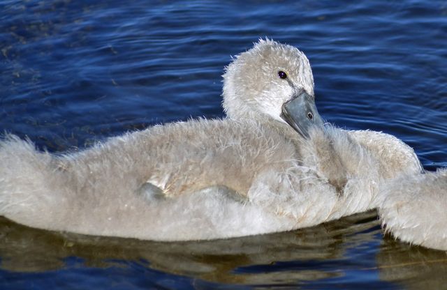 Swan resting lake