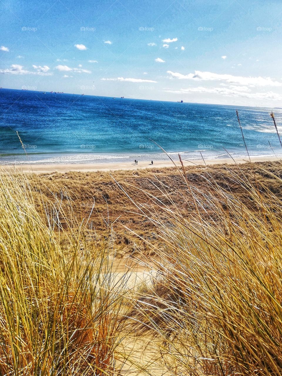 Dunes over the North Sea. Skagen. Denmark.