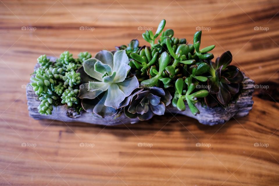 Succulent arrangement alternate angle