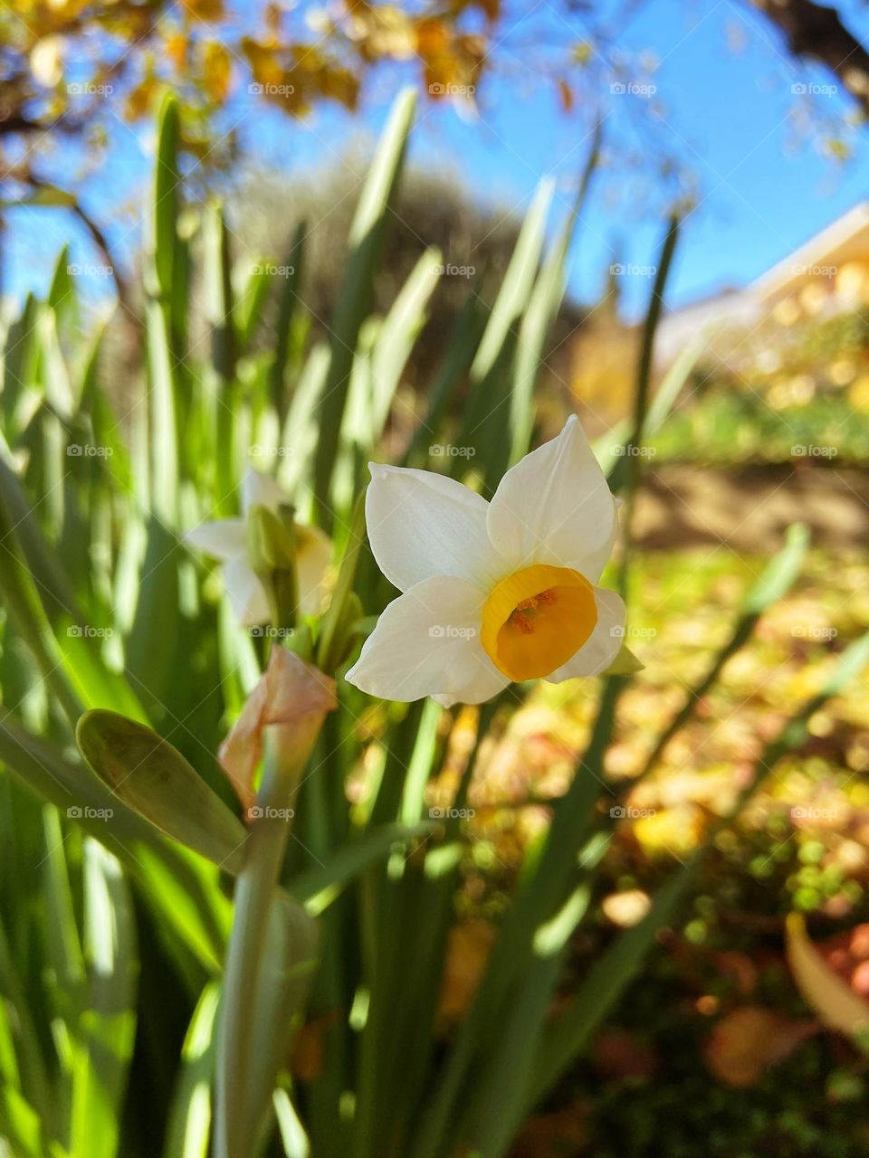 Top view of beautiful blooming flowers close up.  Yellow flowers in garden