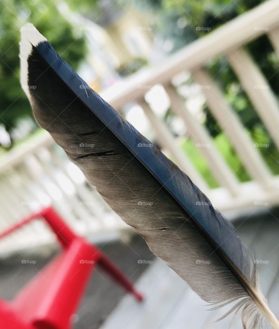 Bluejay feather