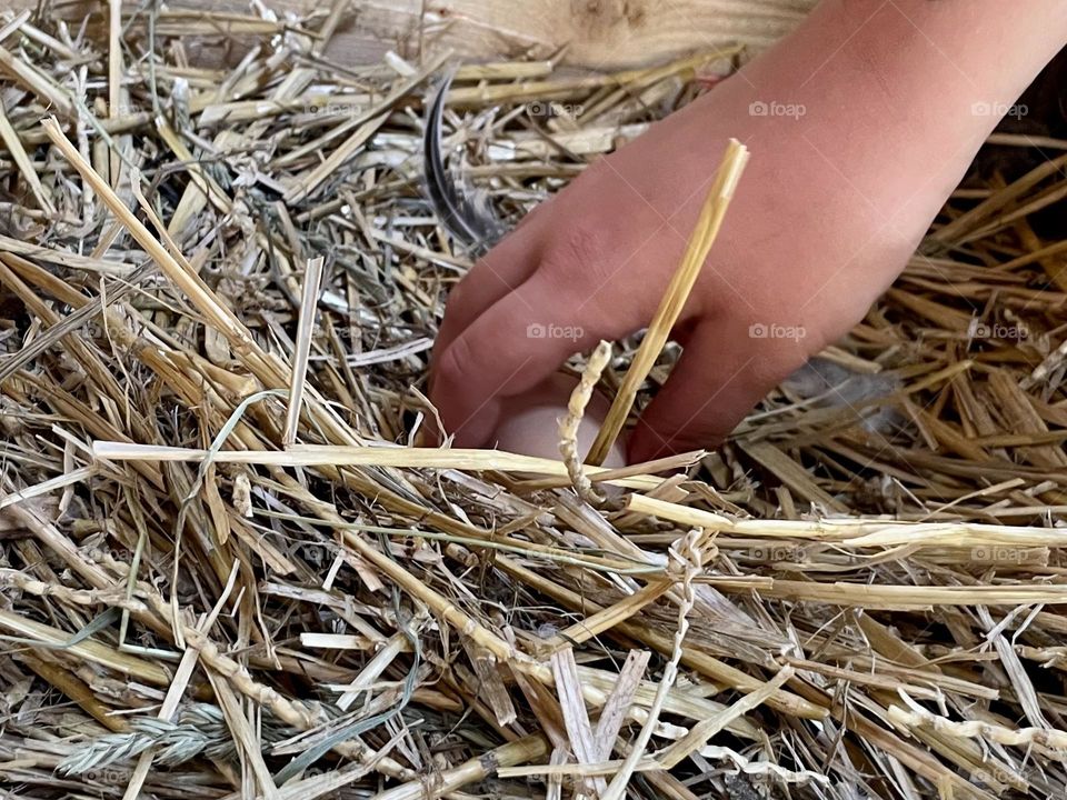 The first egg from our chickens 😍