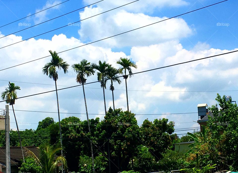 There are several tall trees that reach into power lines. The sky is very cloudy with a beautiful blue sky. 