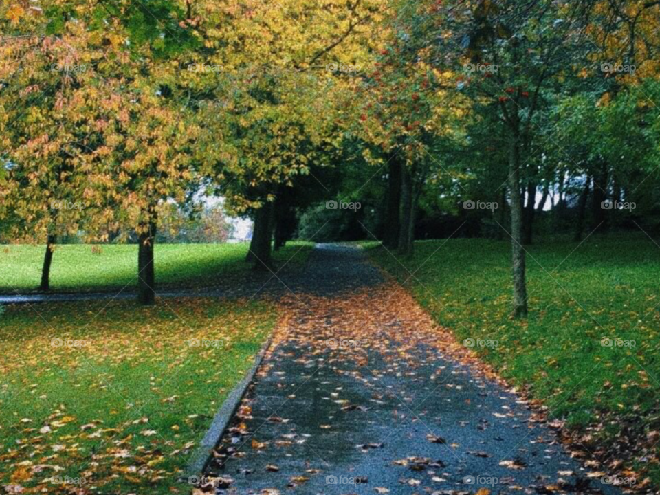 Autumn in the park 🍂