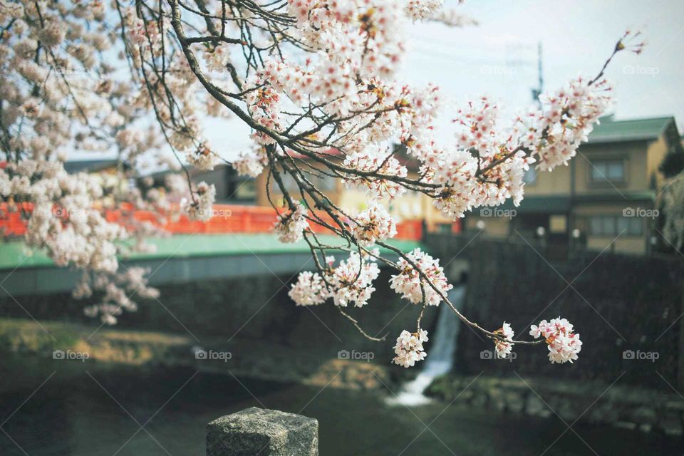 Cherry blossom over a river