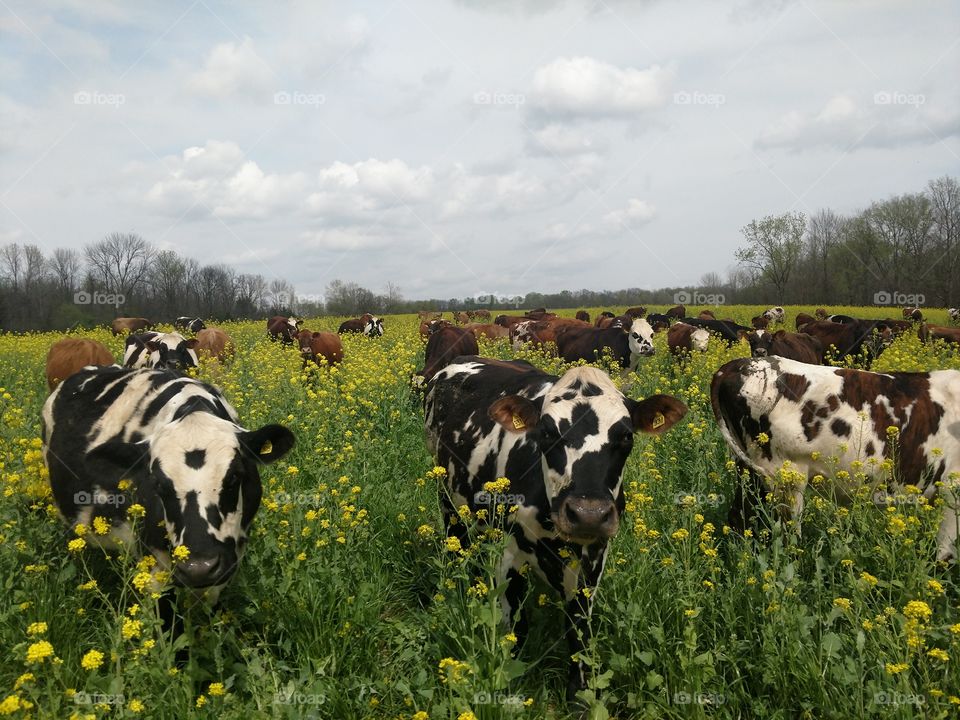 Cow, Cattle, Agriculture, Livestock, Pastoral