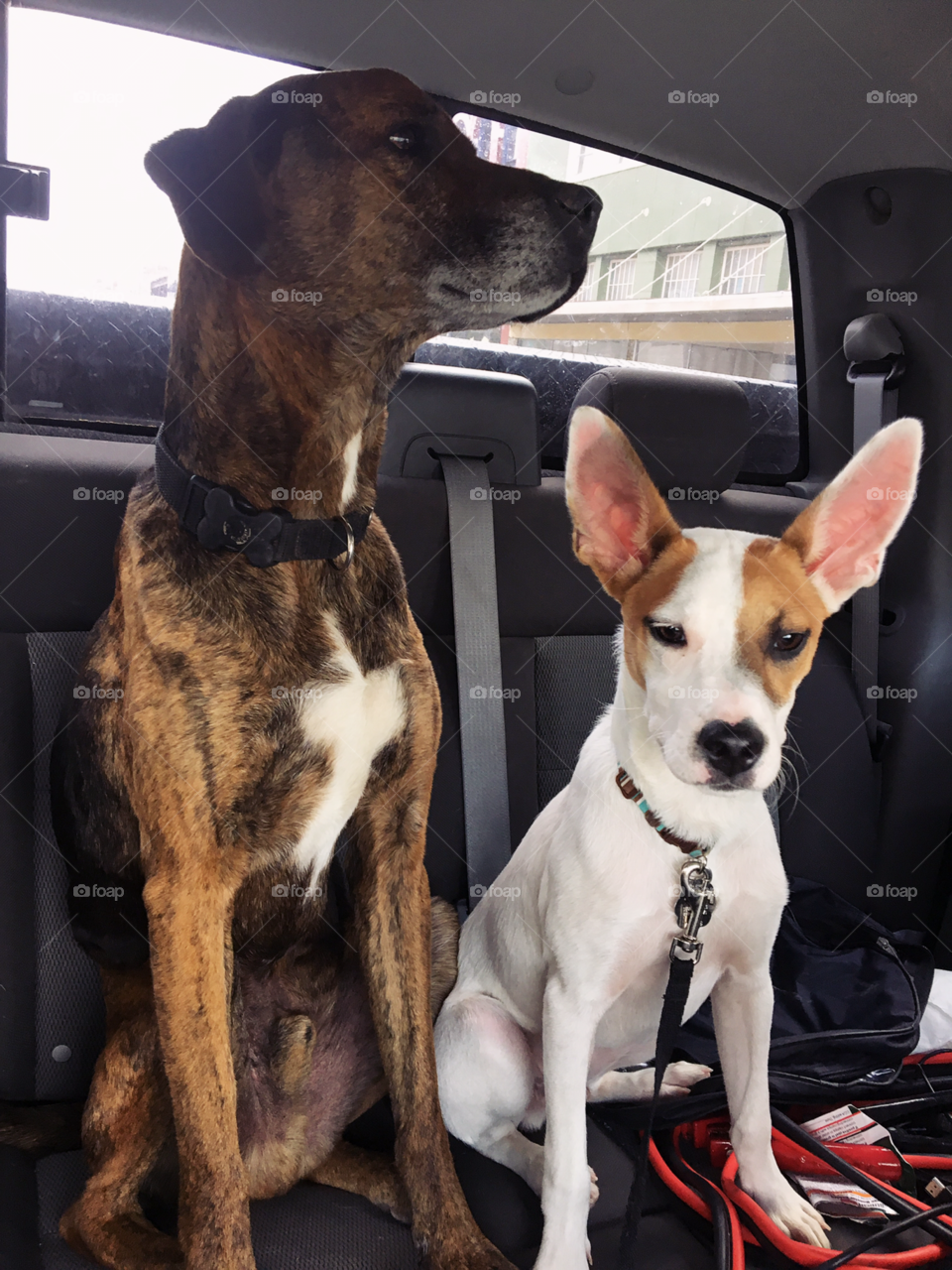 Our dogs Nimbus & Atticus in the back seat