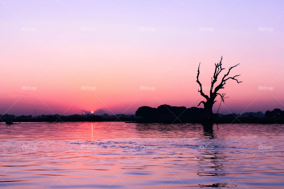 Silhouette of bare tree