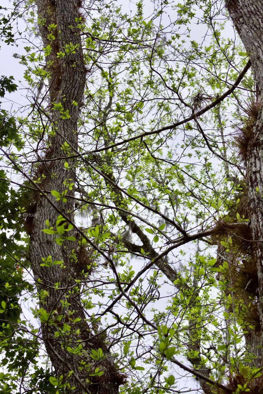 Tree Leaves Arrive