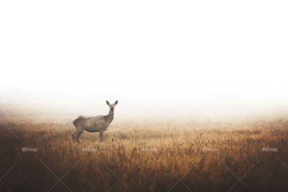 Deer, Mammal, No Person, Dawn, Wildlife