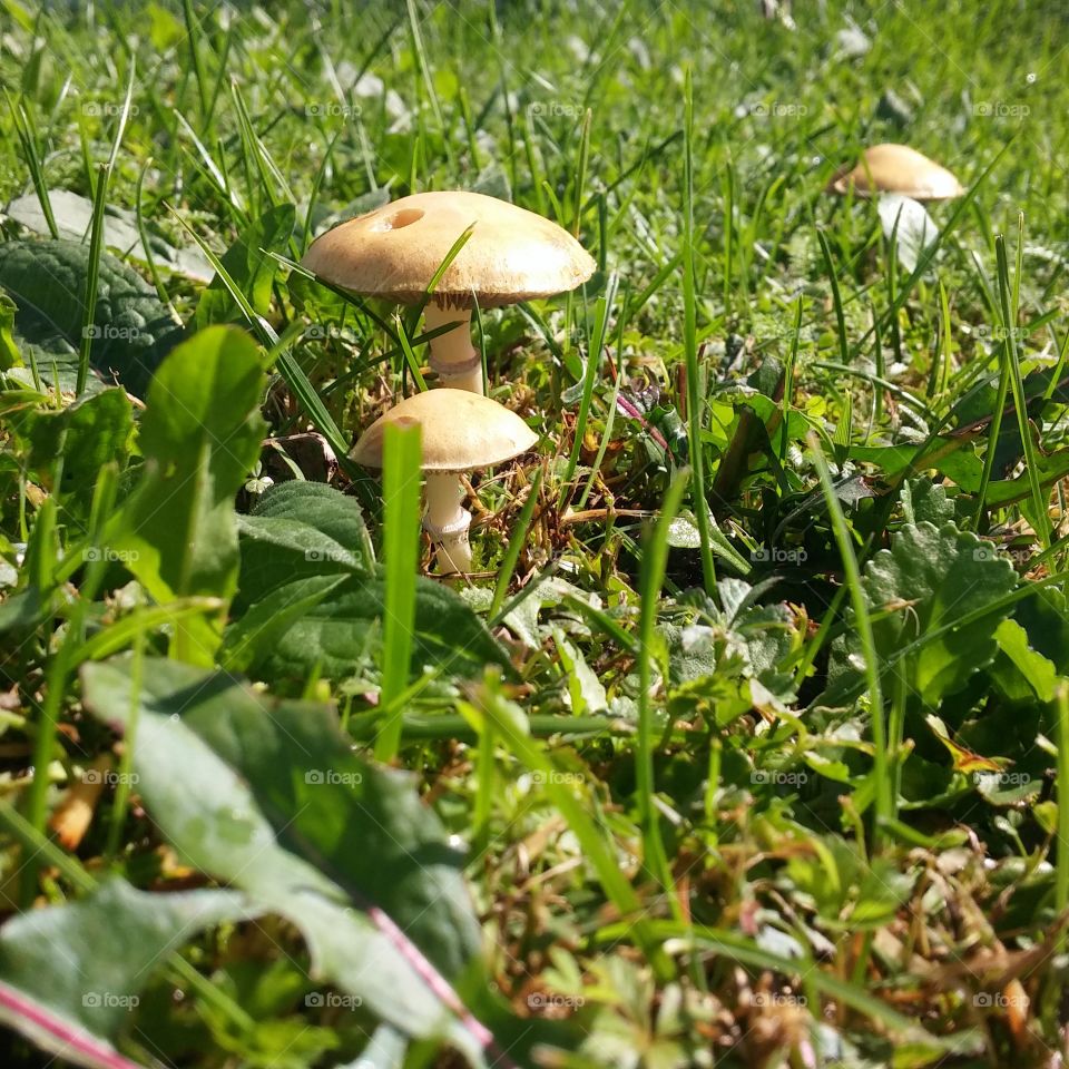 mushrooms and rain