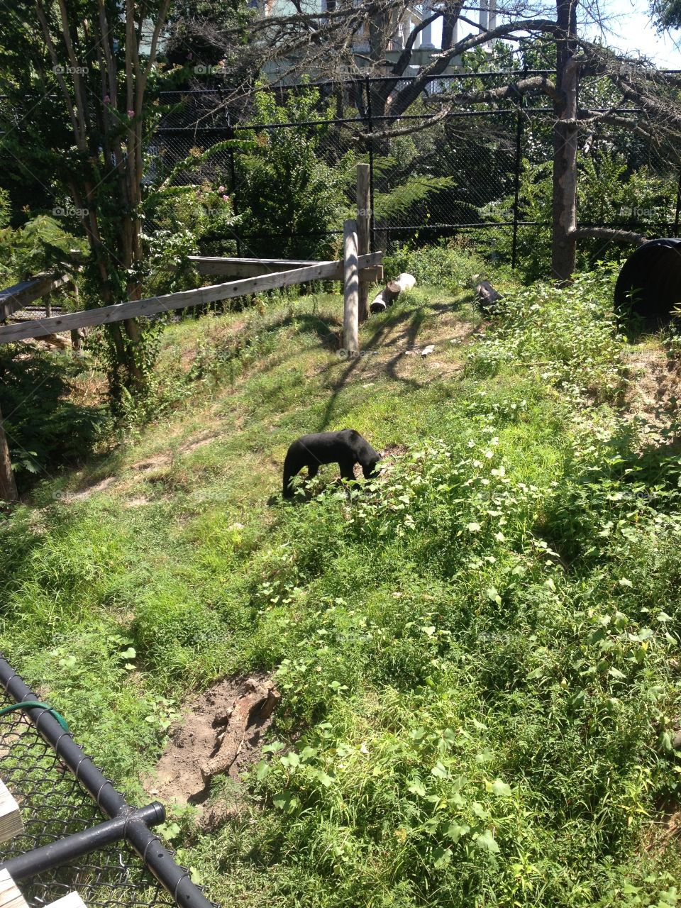 a black bear at the zoo
