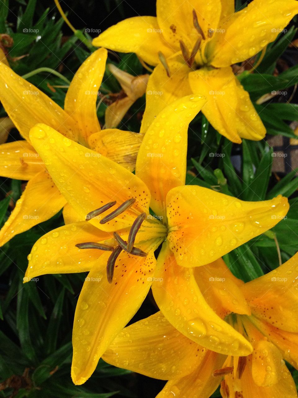 Gardening-beautiful yellow Lilly.