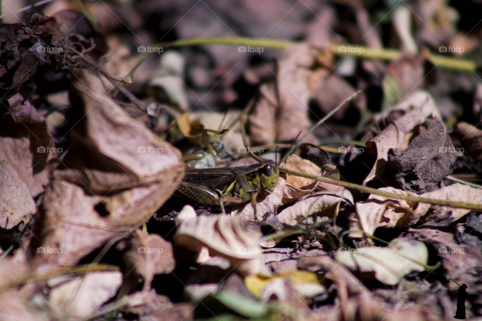 Grasshopper in fall leaves