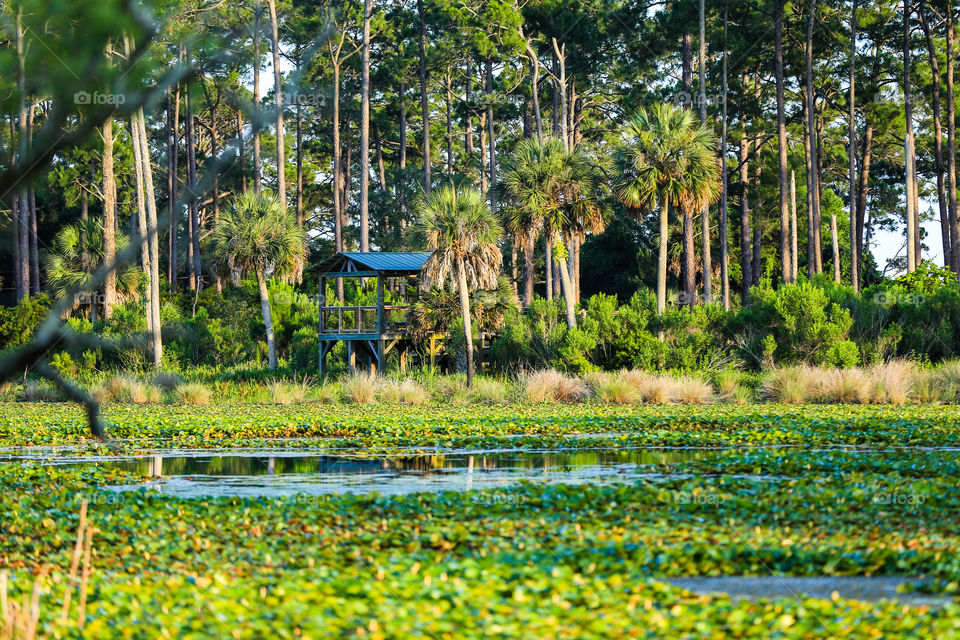 Gator Pond. This pond is home to some largest gators in Florida! All in wild and untamed. 