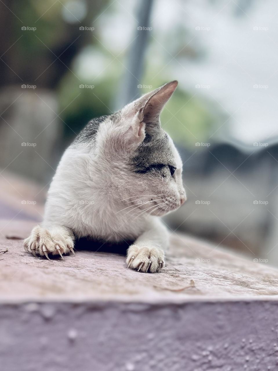 Kitten pose - claws - natural light 