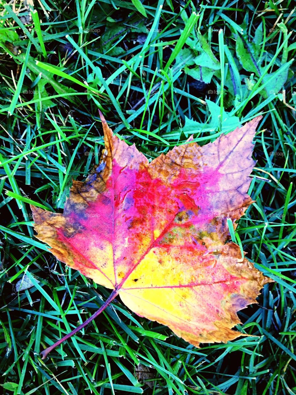 Maple leaf in the fall