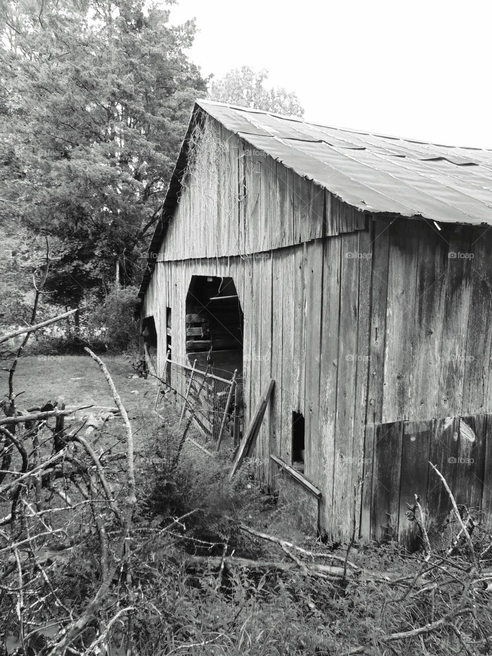 Front side shot of Big Barn in black  and white surrounded by trees