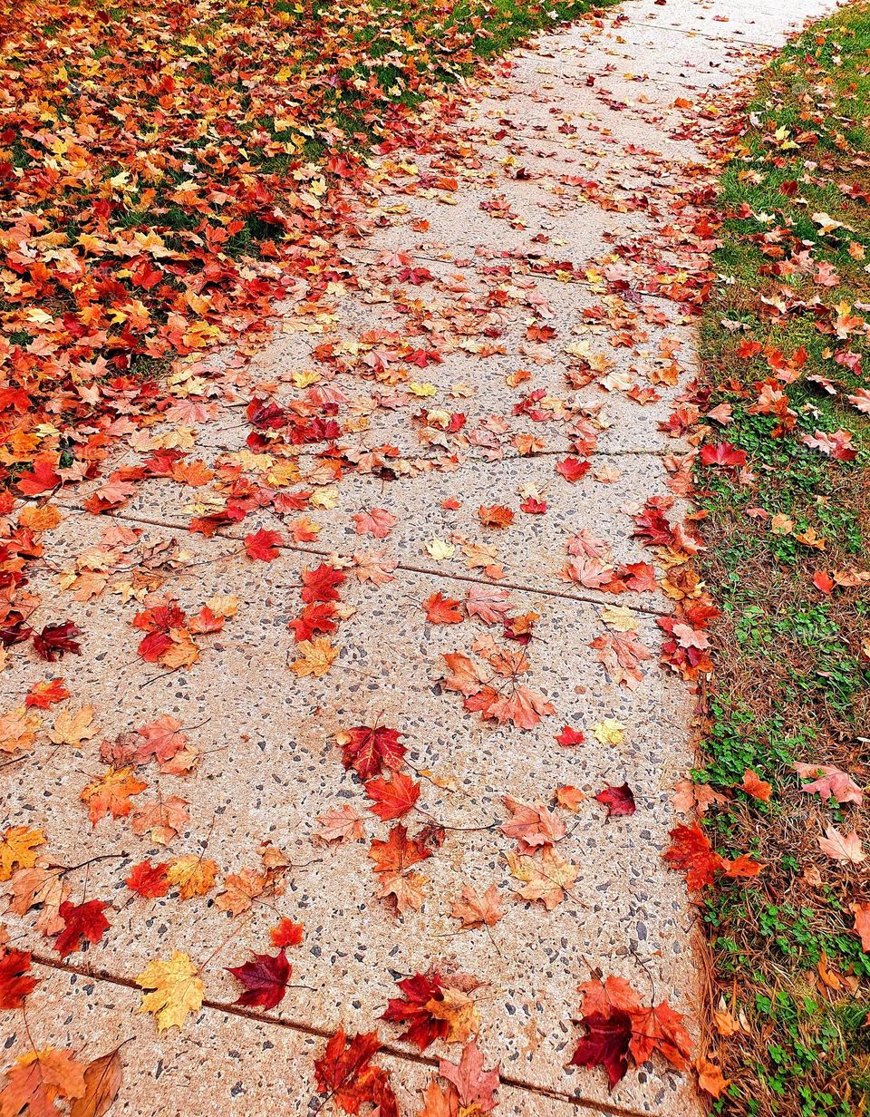 Autumn street