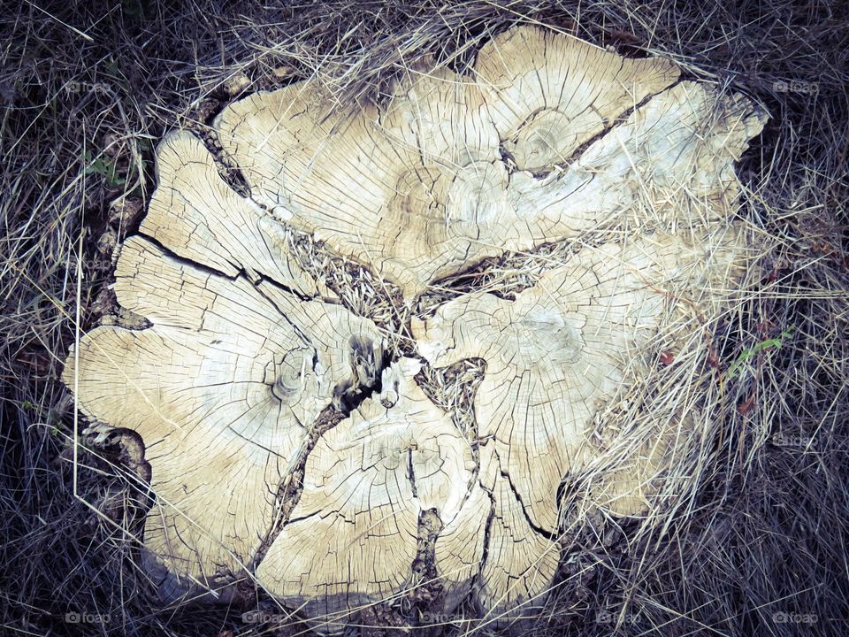 Stump