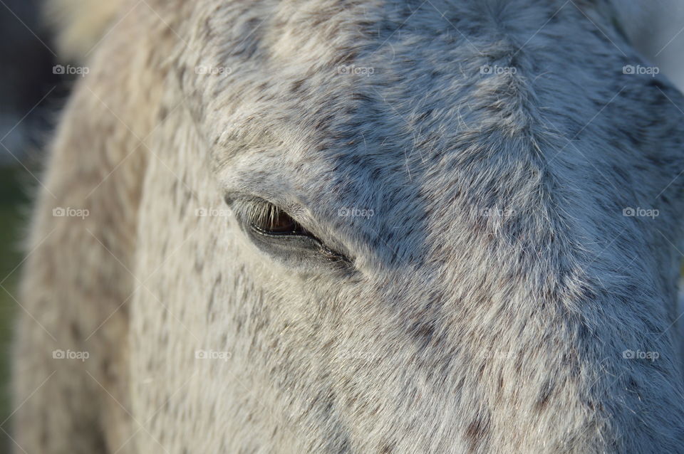 Horse Eye 