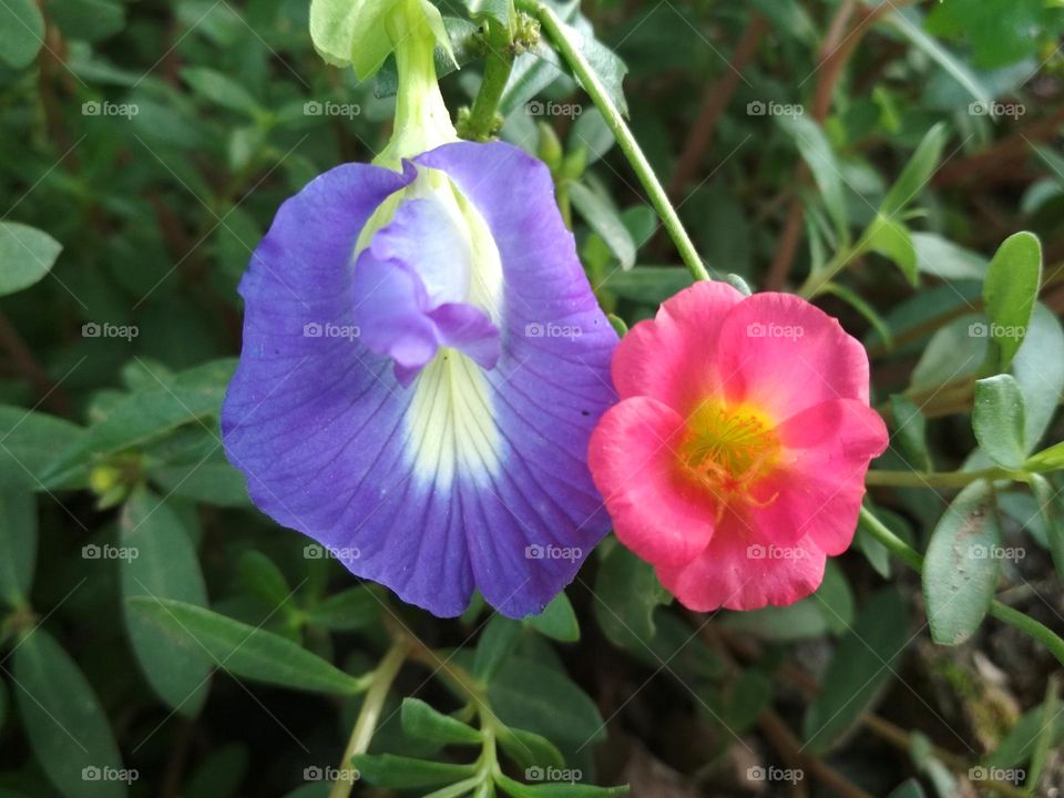 Beautiful Purple and Pink Flowers | Purple Flower | Pink Flower | Beautiful Flowers | Blossom