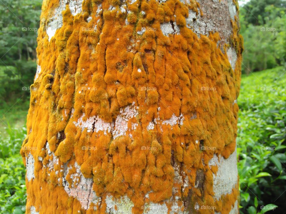 Moisture on the tree wood