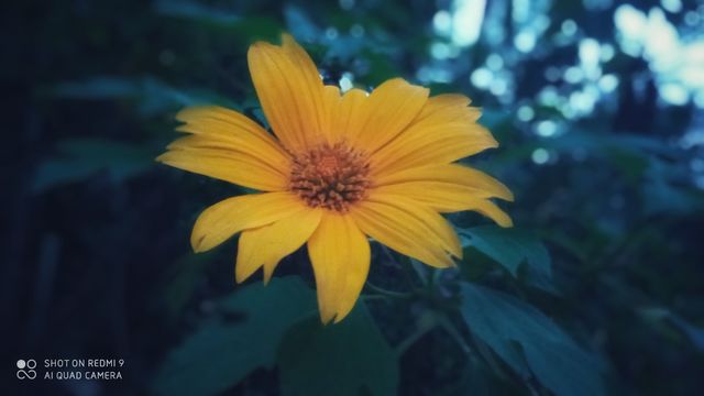 yellow flower evening day