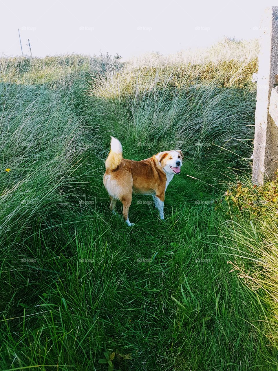 dog in field