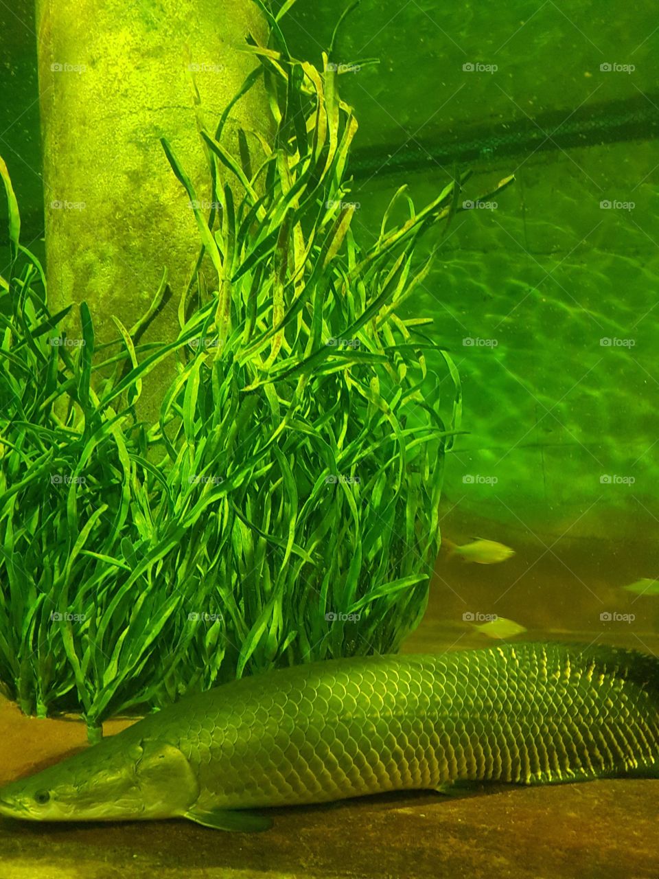 amazon fish