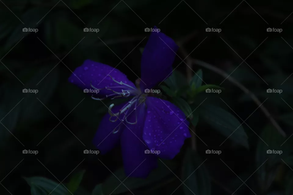 Flower from my home Garden in kannur  Kerala India
