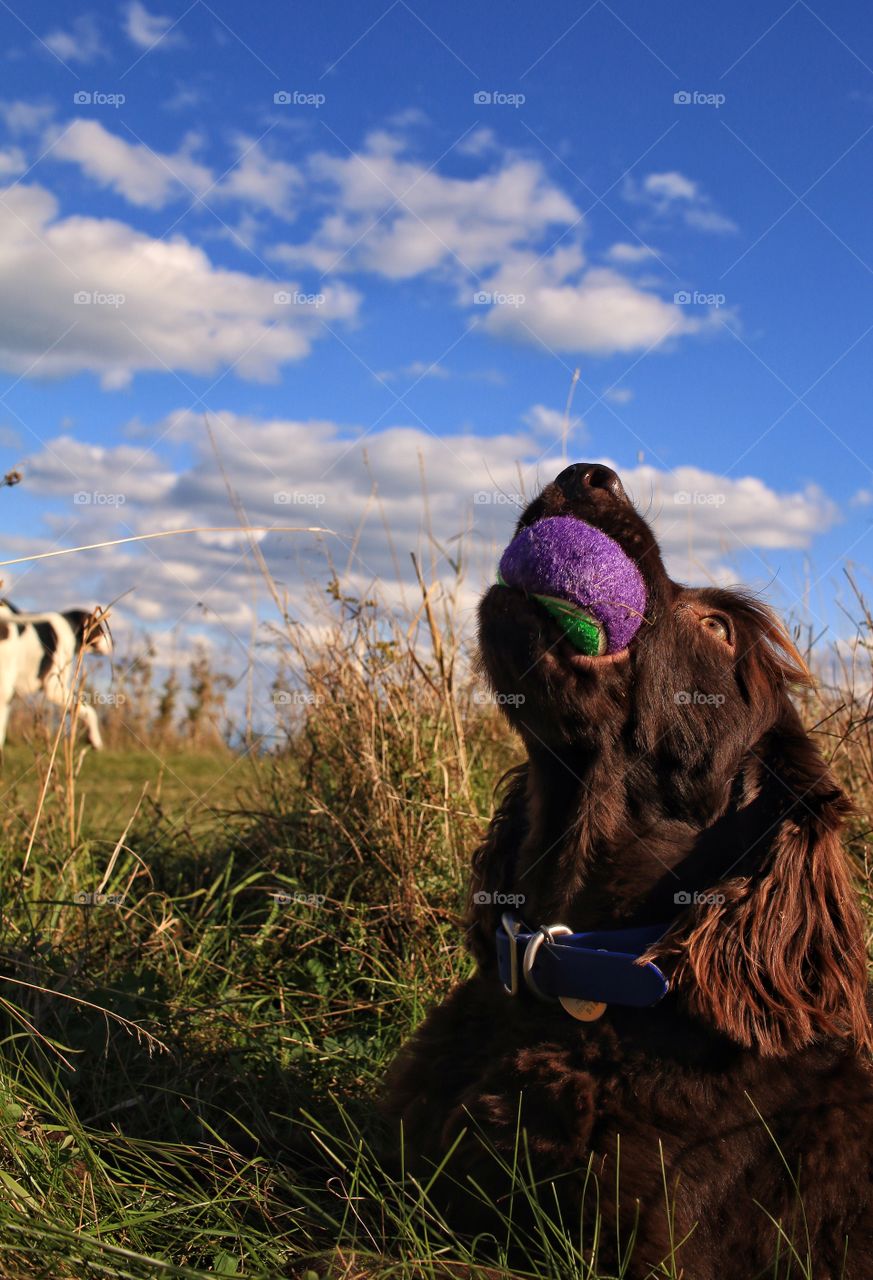 Black dog with tennis in mouth on grass