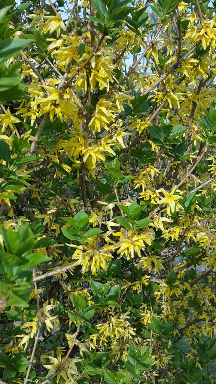 yellow flowers