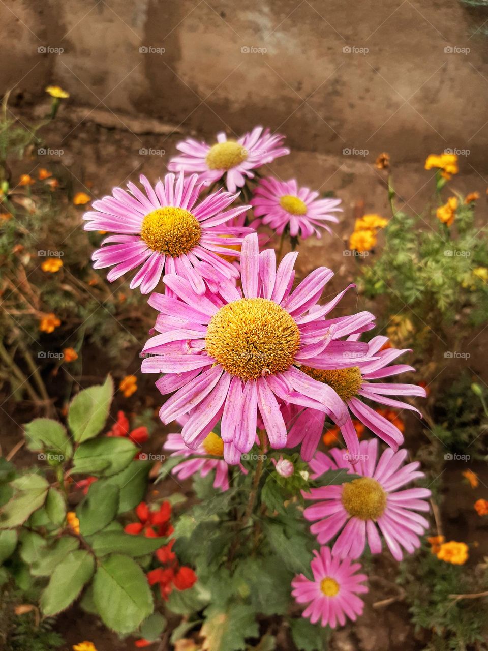 Pretty wild flowers 💐