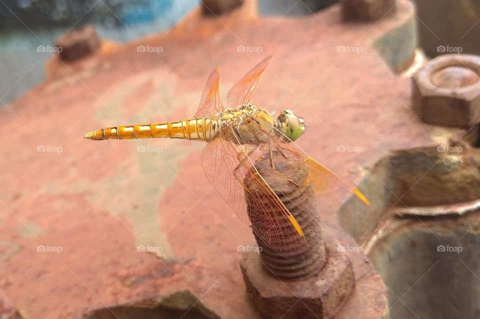 beautiful golden Dragonfly