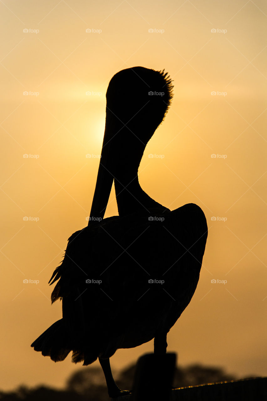 Silhouette of a pelican sitting at the dock enjoying the warm sunset.