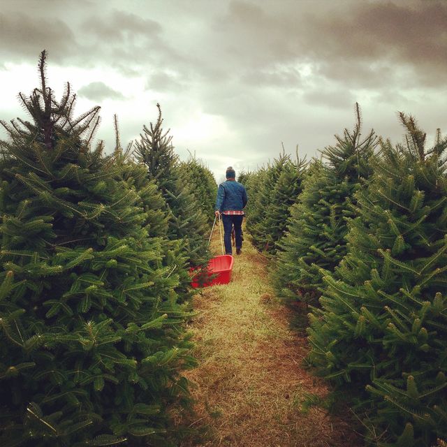 To the trees