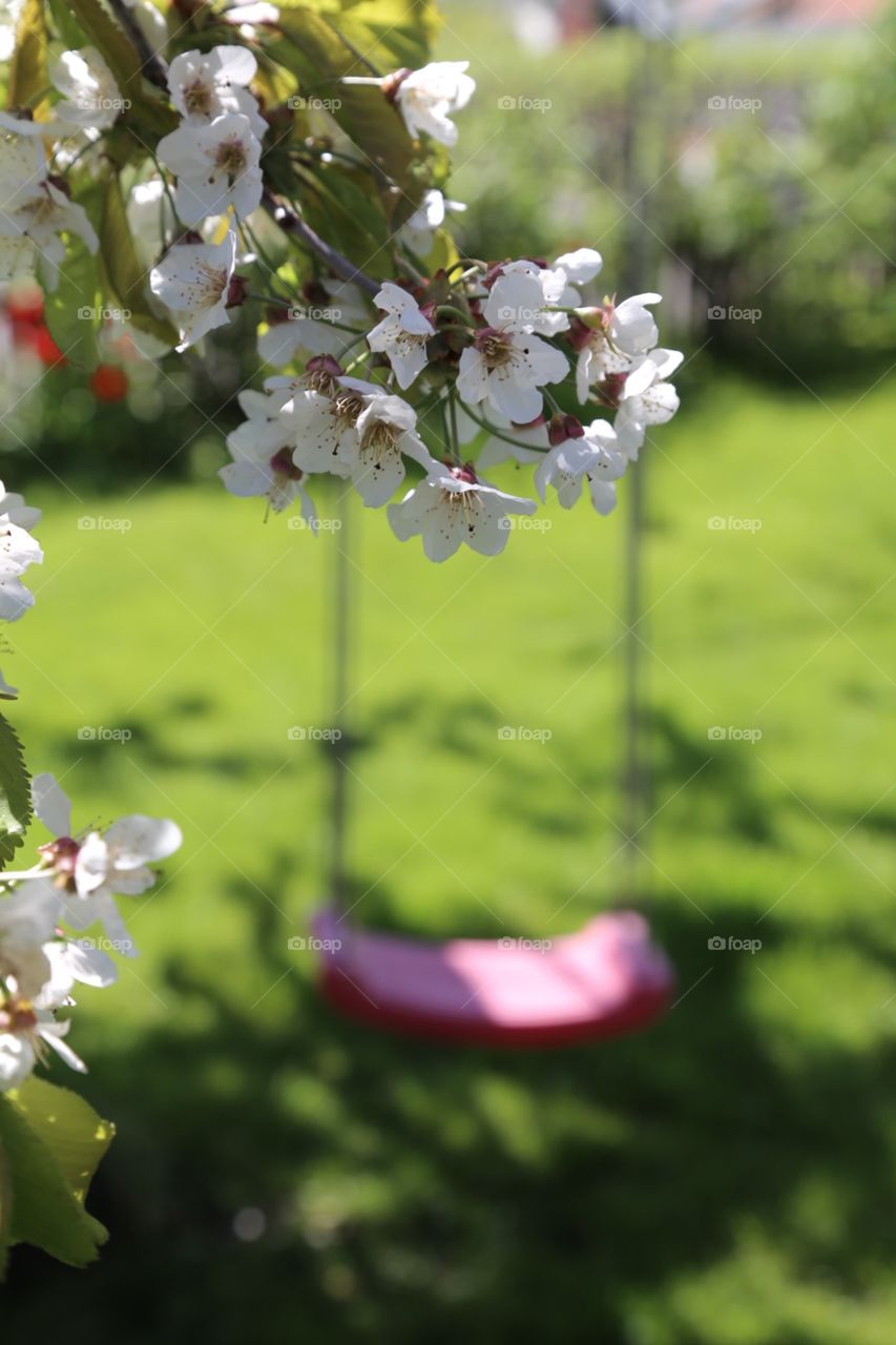 Swing under the cherrytree in bloom. Swing under the cherrytree in bloom