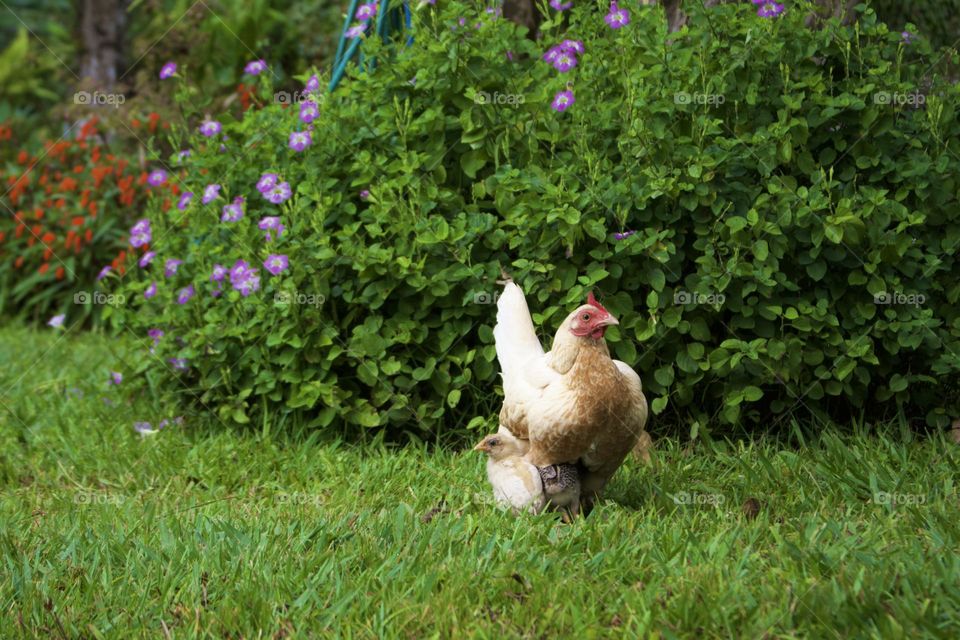 A hen with her chicks basking in the fresh spring grass.