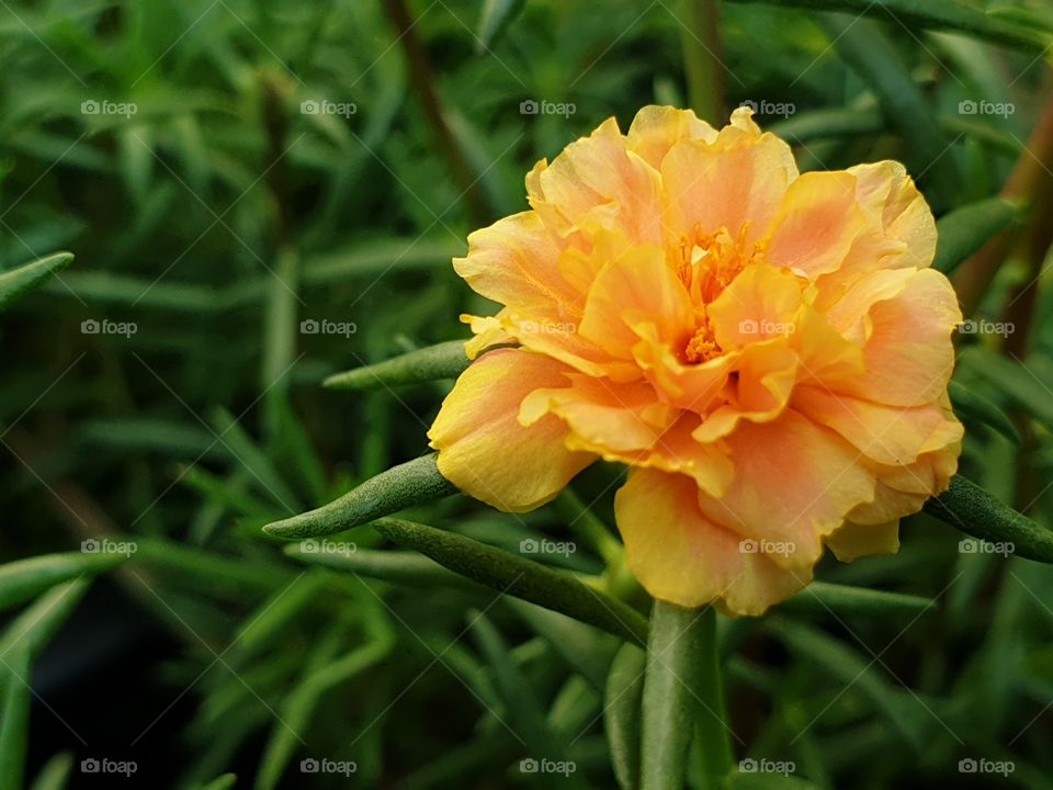 the Portulaca Grandiflora