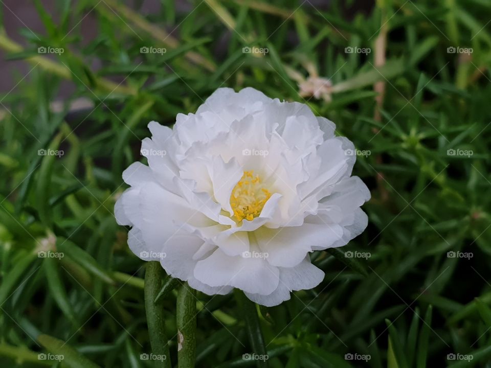 the Portulaca Grandiflora