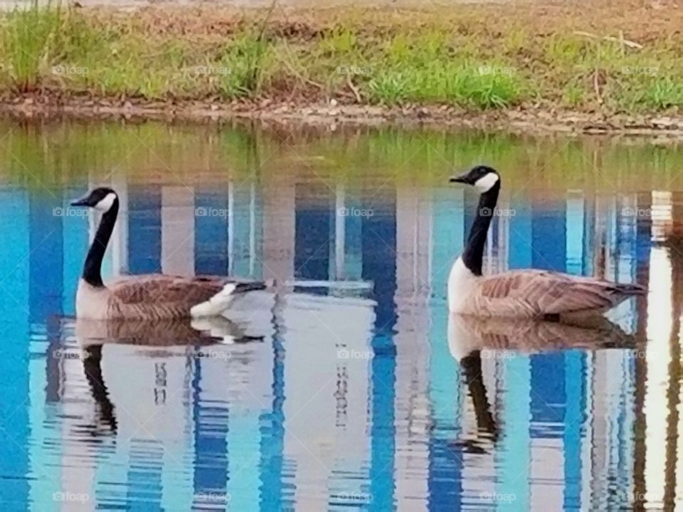 Reflecting Geese