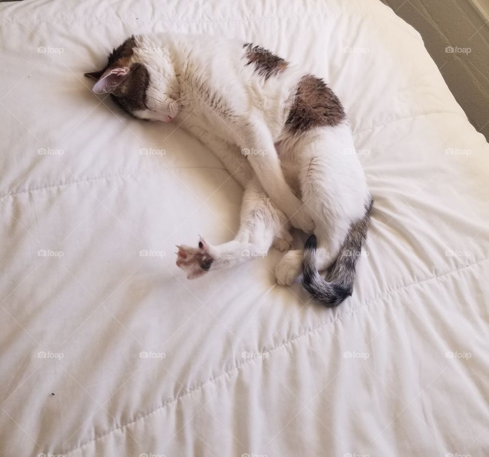 Stretchy Kitty