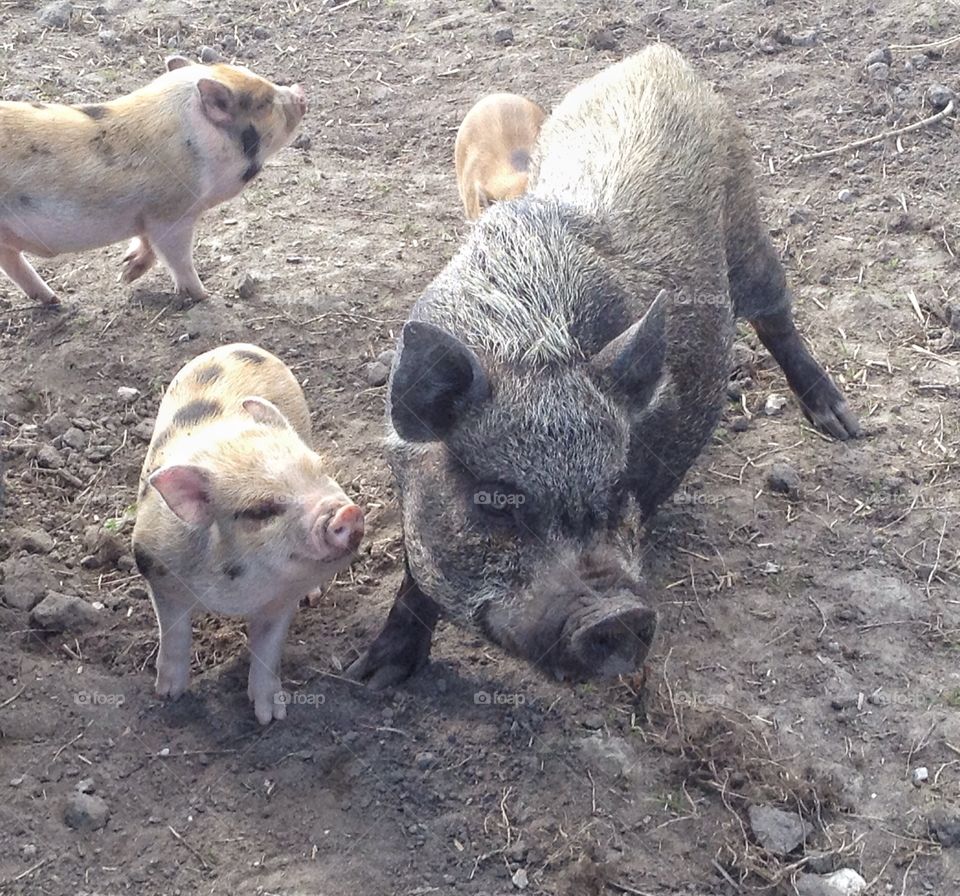 Animal, farm. Animal, pig, piglets, 